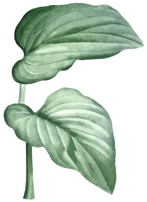 Elephant Ear leaves with no background