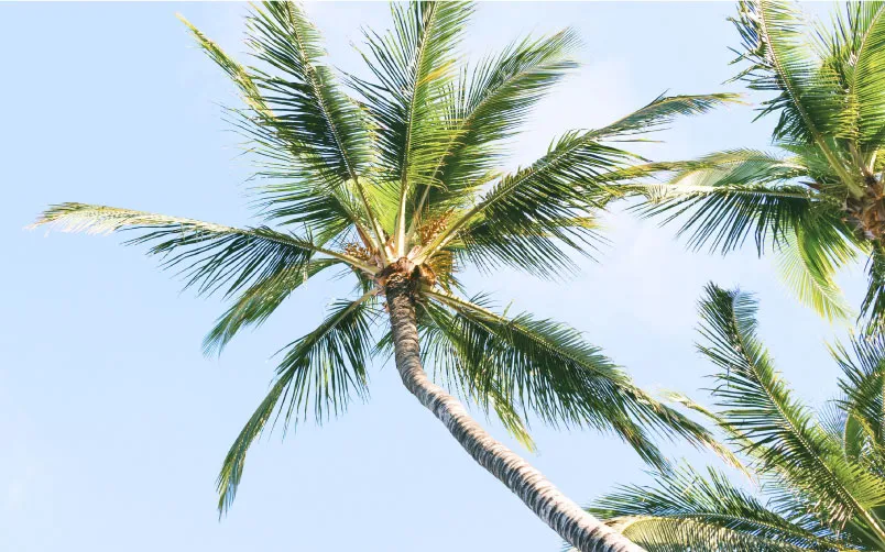 Three palm trees against a blue sky