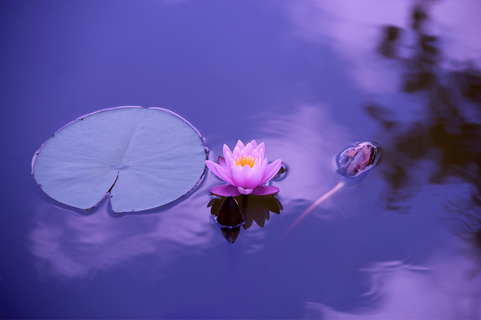 lotus flower and lily pad on pond at dusk
